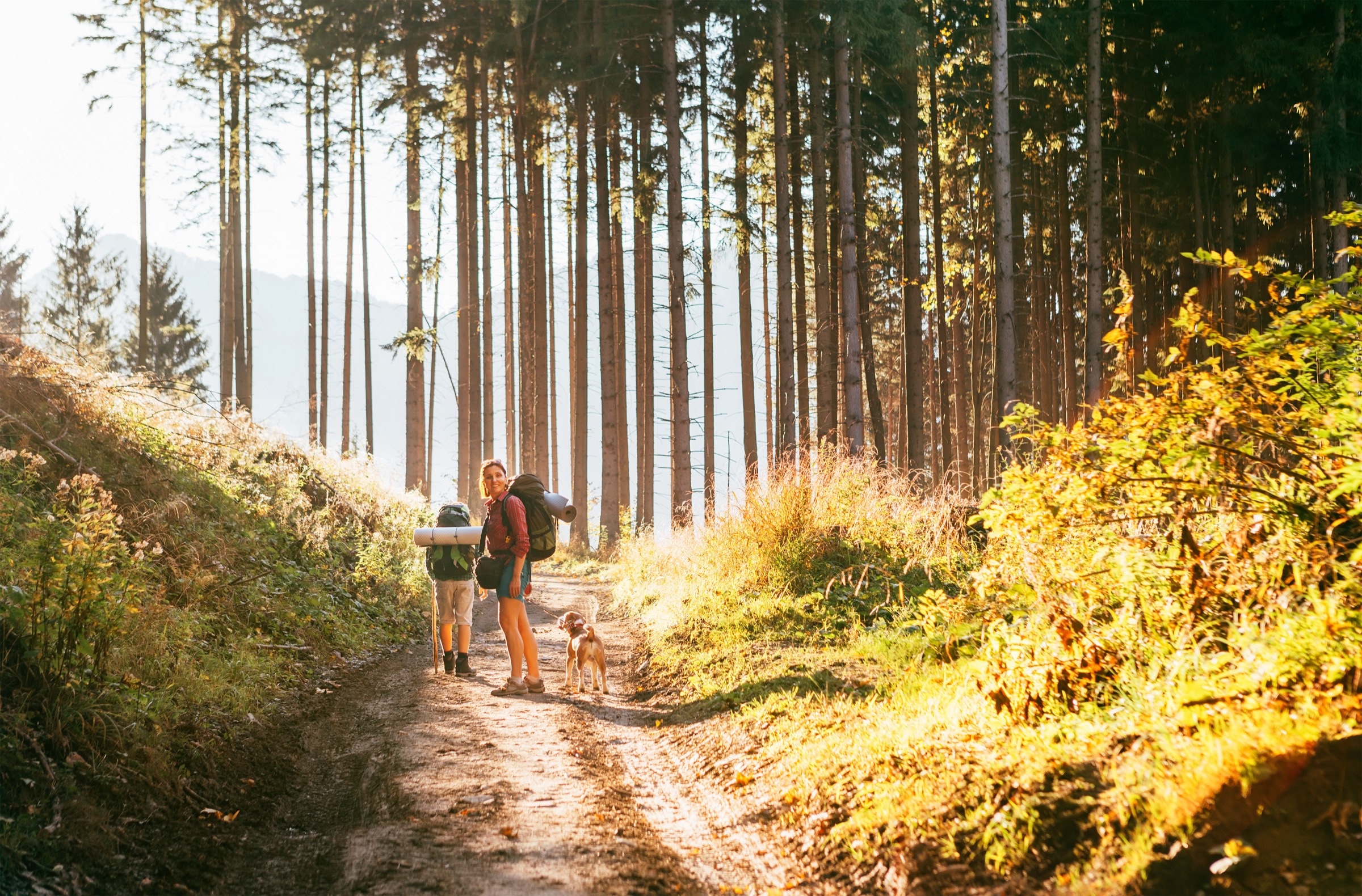 Mother and son with their family member beagle dog walking by the trekking path with backpacks under the evening sun light.