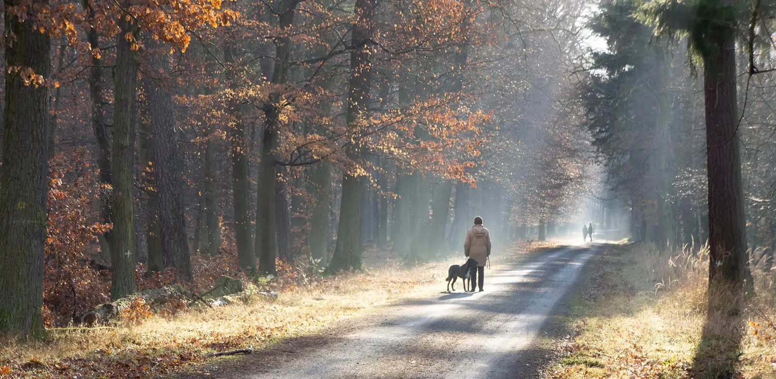 Person Walking Down Sunlit Path