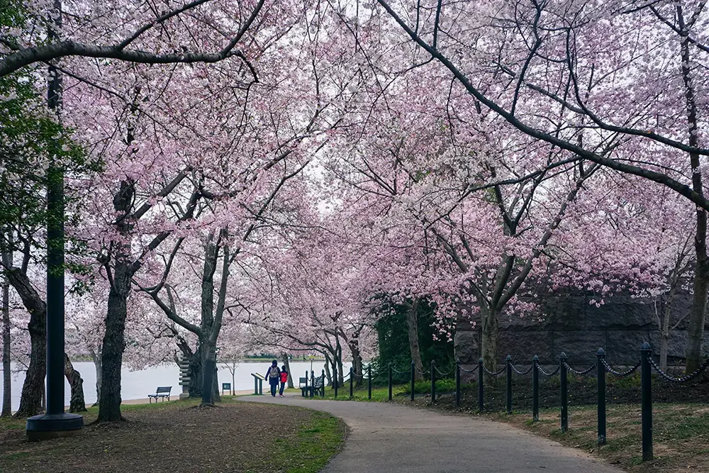 Flowering Trees Near a Lake